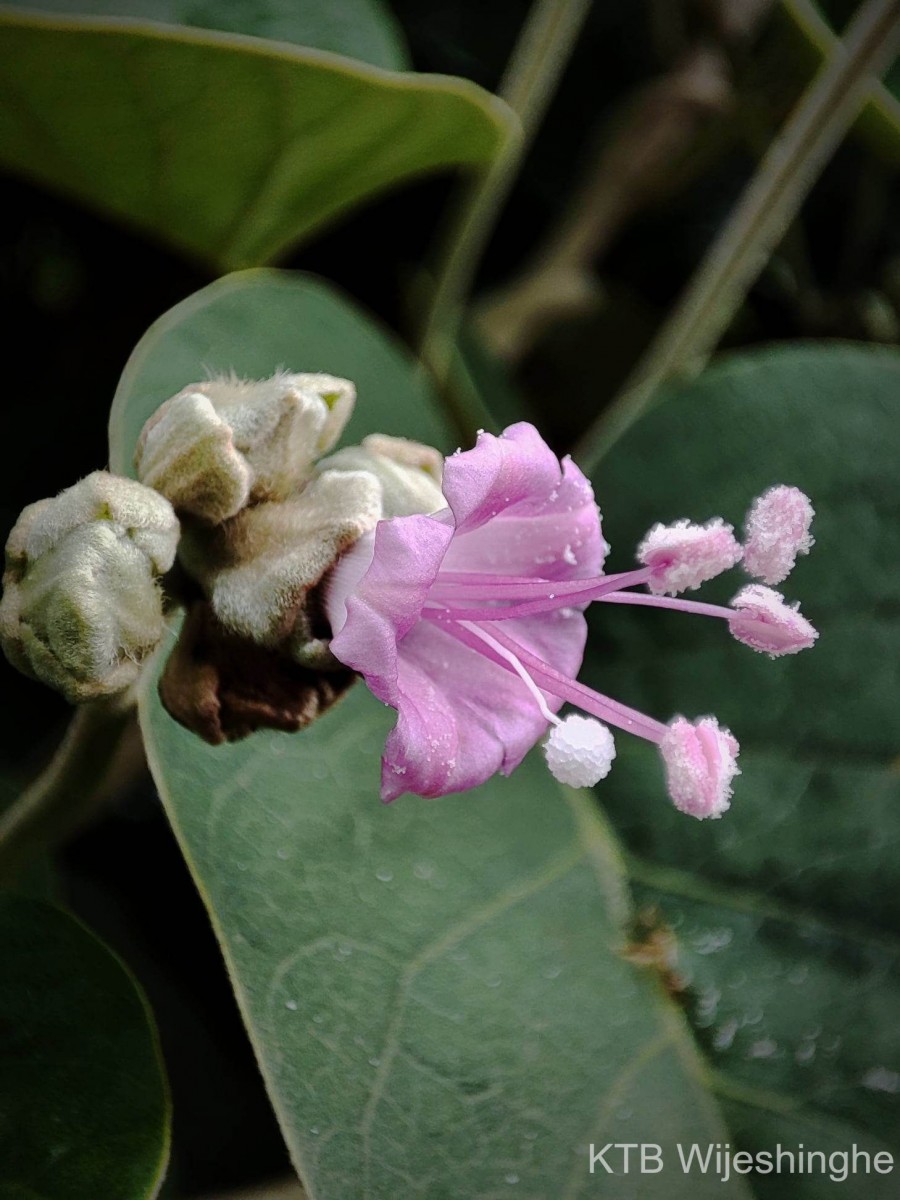 Argyreia osyrensis (Roth) Choisy