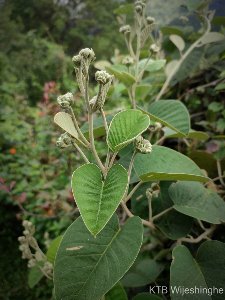 Argyreia osyrensis (Roth) Choisy