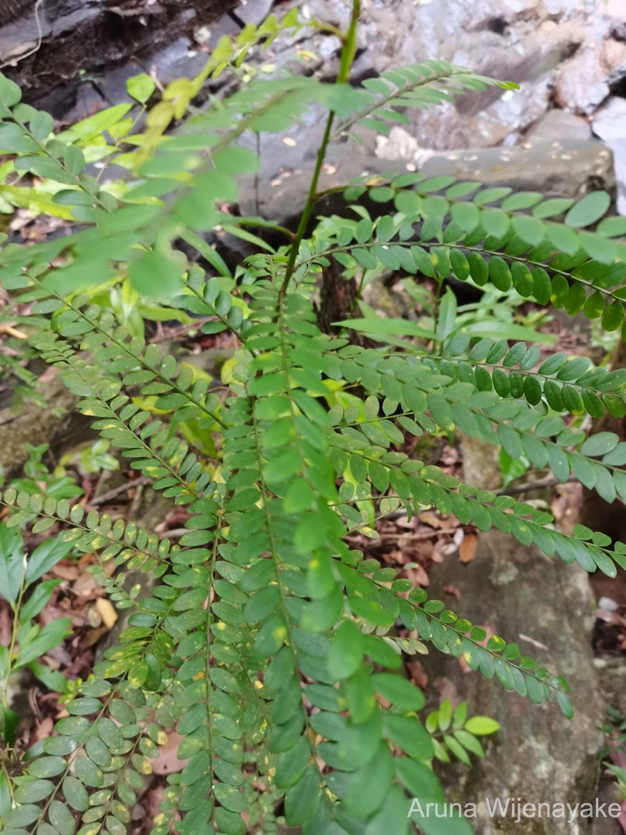 Phyllanthus dealbatus Alston