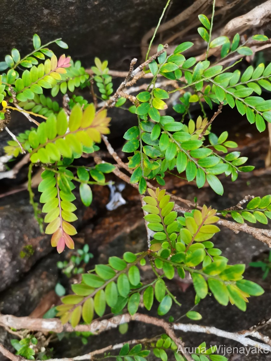 Phyllanthus dealbatus Alston