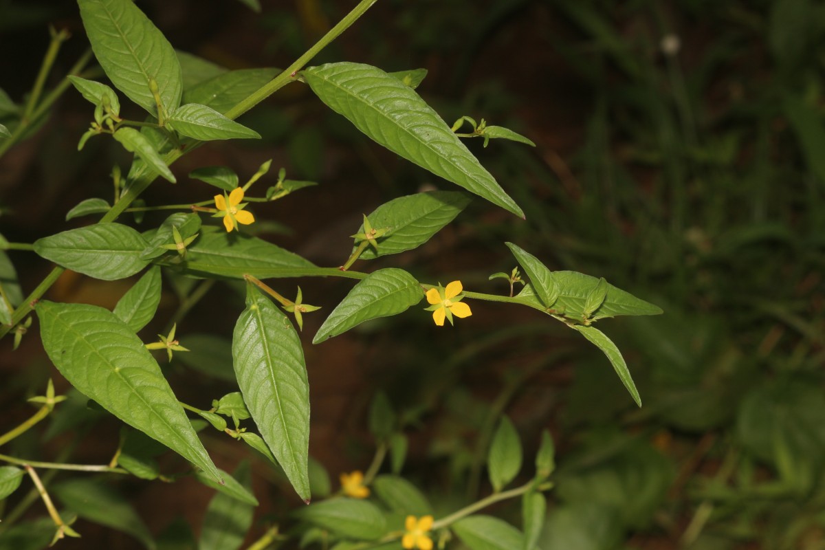 Ludwigia hyssopifolia (G.Don) Exell