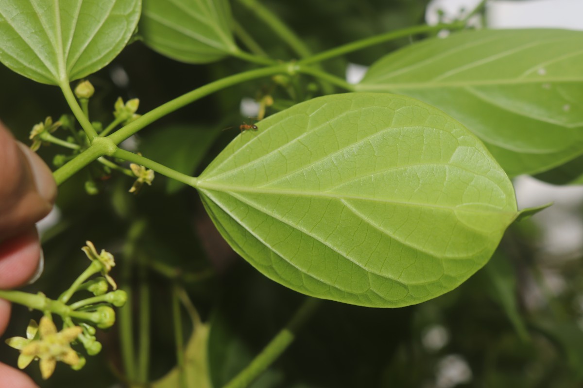 Cosmostigma cordatum (Poir.) M.R.Almeida