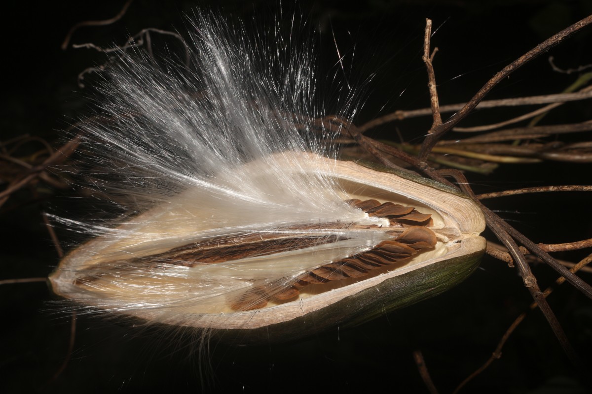 Cosmostigma cordatum (Poir.) M.R.Almeida