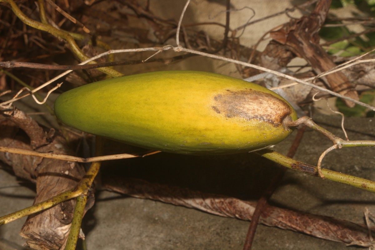 Cosmostigma cordatum (Poir.) M.R.Almeida