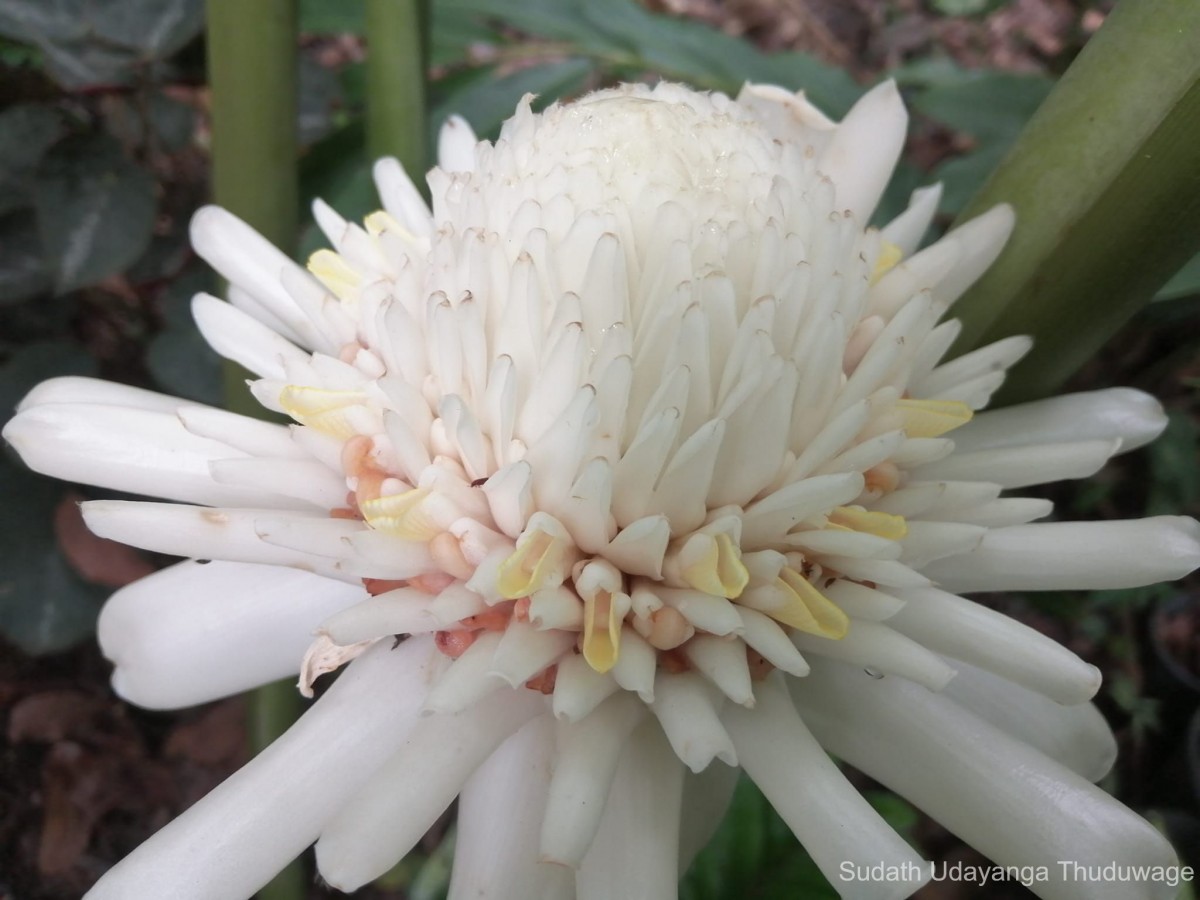 Etlingera elatior (Jack) R.M.Sm.