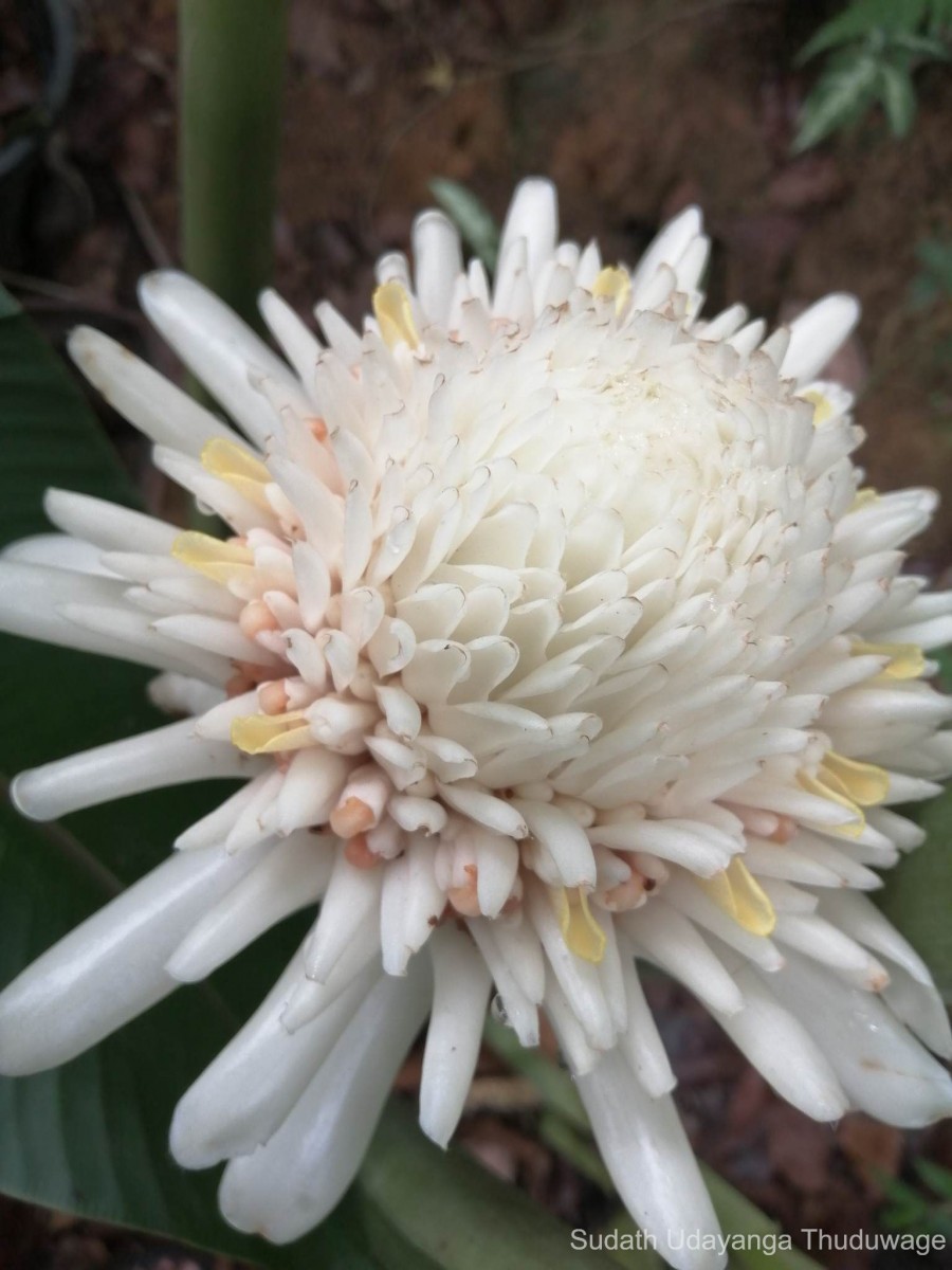 Etlingera elatior (Jack) R.M.Sm.