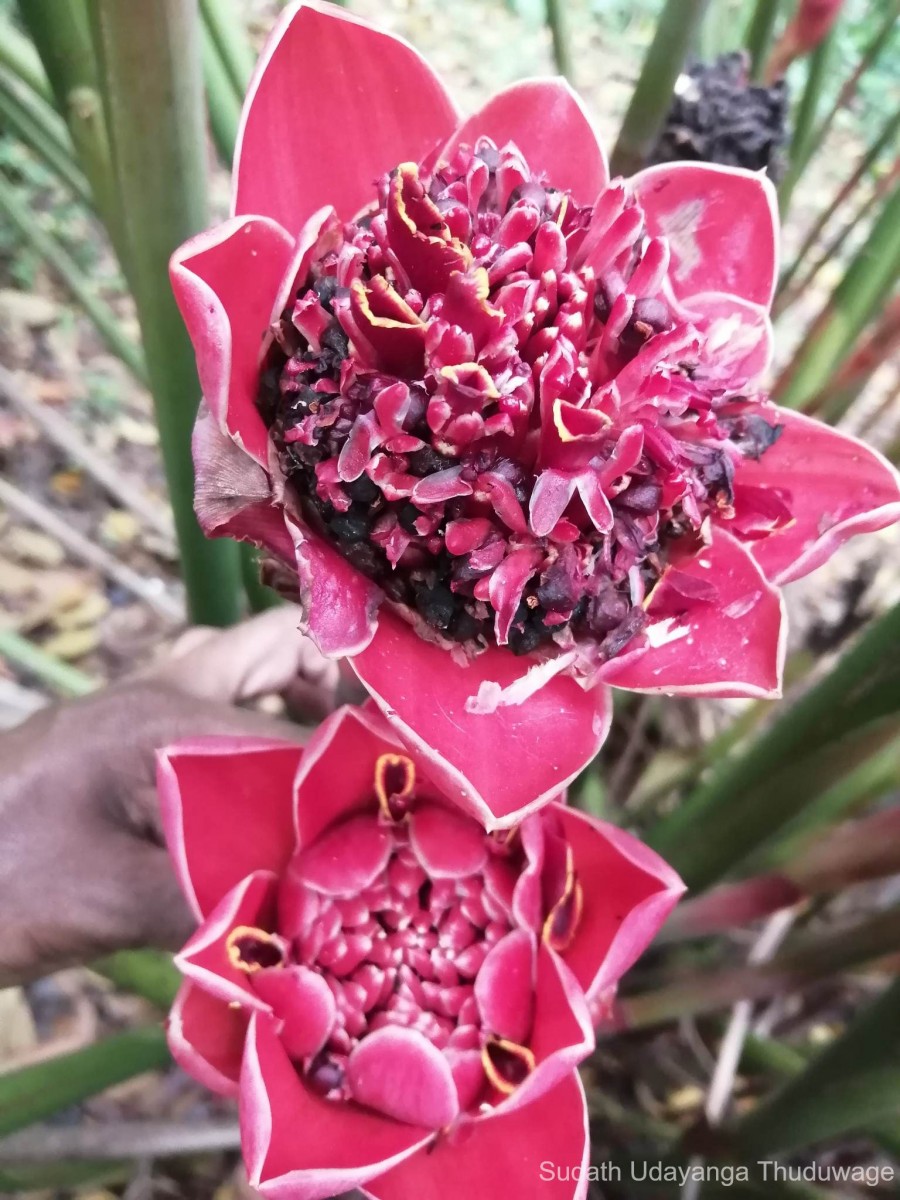 Etlingera hemisphaerica (Blume) R.M.Sm.