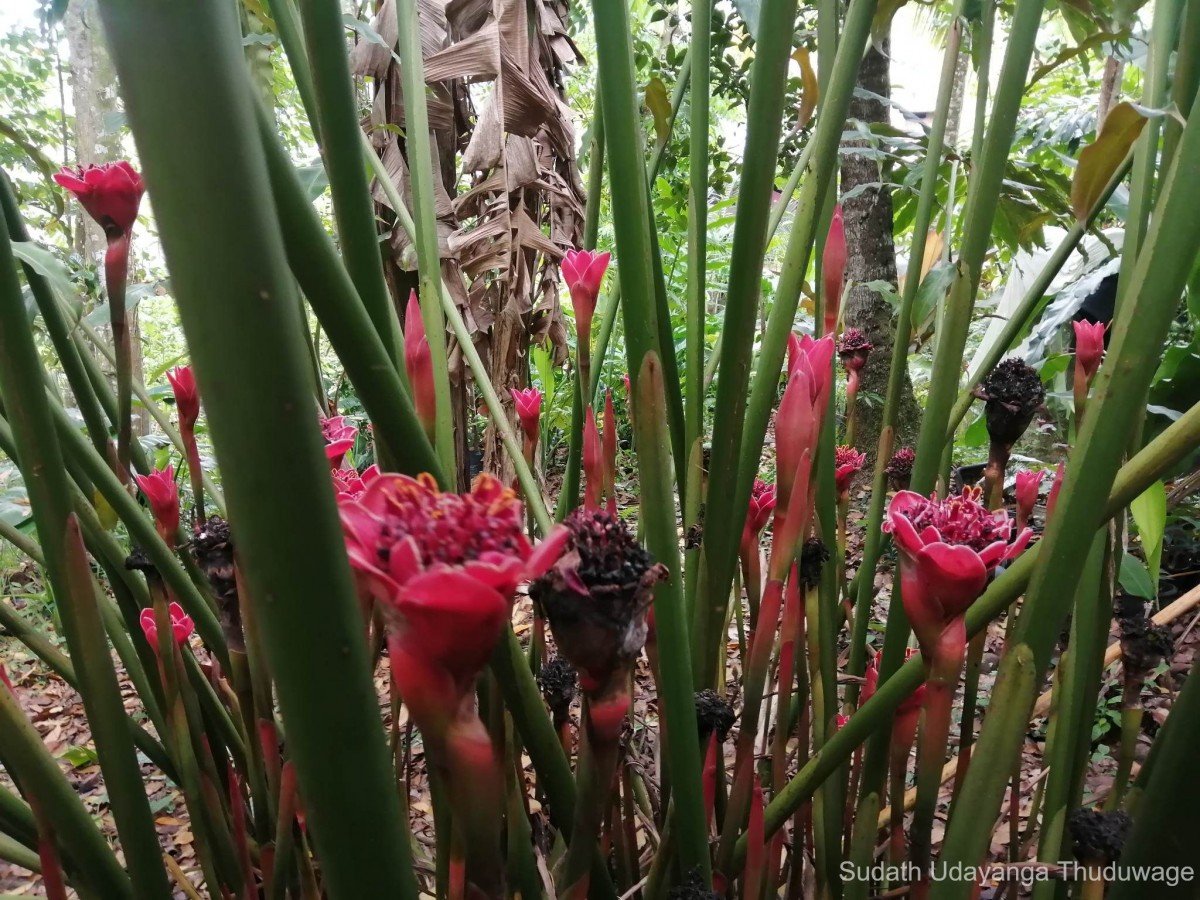 Etlingera hemisphaerica (Blume) R.M.Sm.