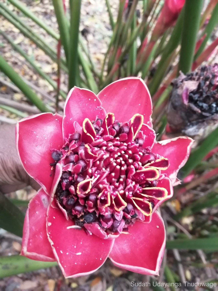 Etlingera hemisphaerica (Blume) R.M.Sm.