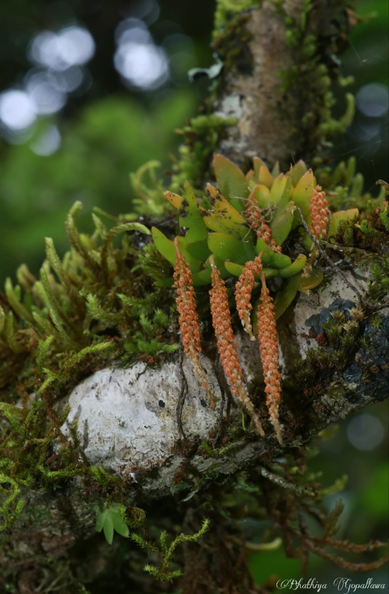 Oberonia brachystachys Lindl. Lindl.