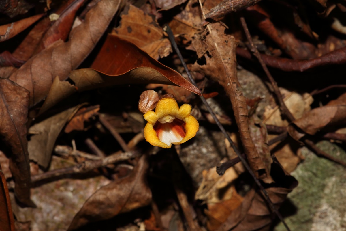 Gastrodia pushparaga Gopallawa, Perera & Madola