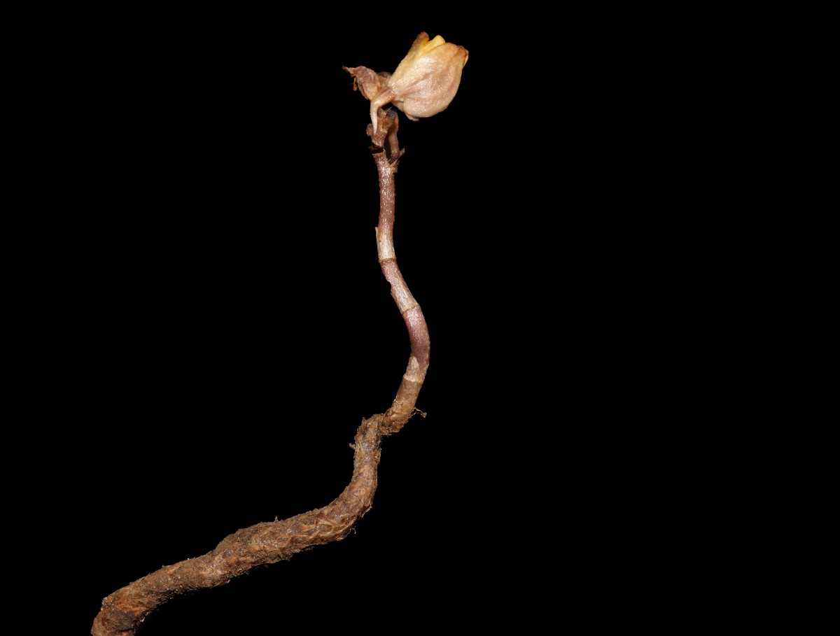 Gastrodia pushparaga Gopallawa, Perera & Madola