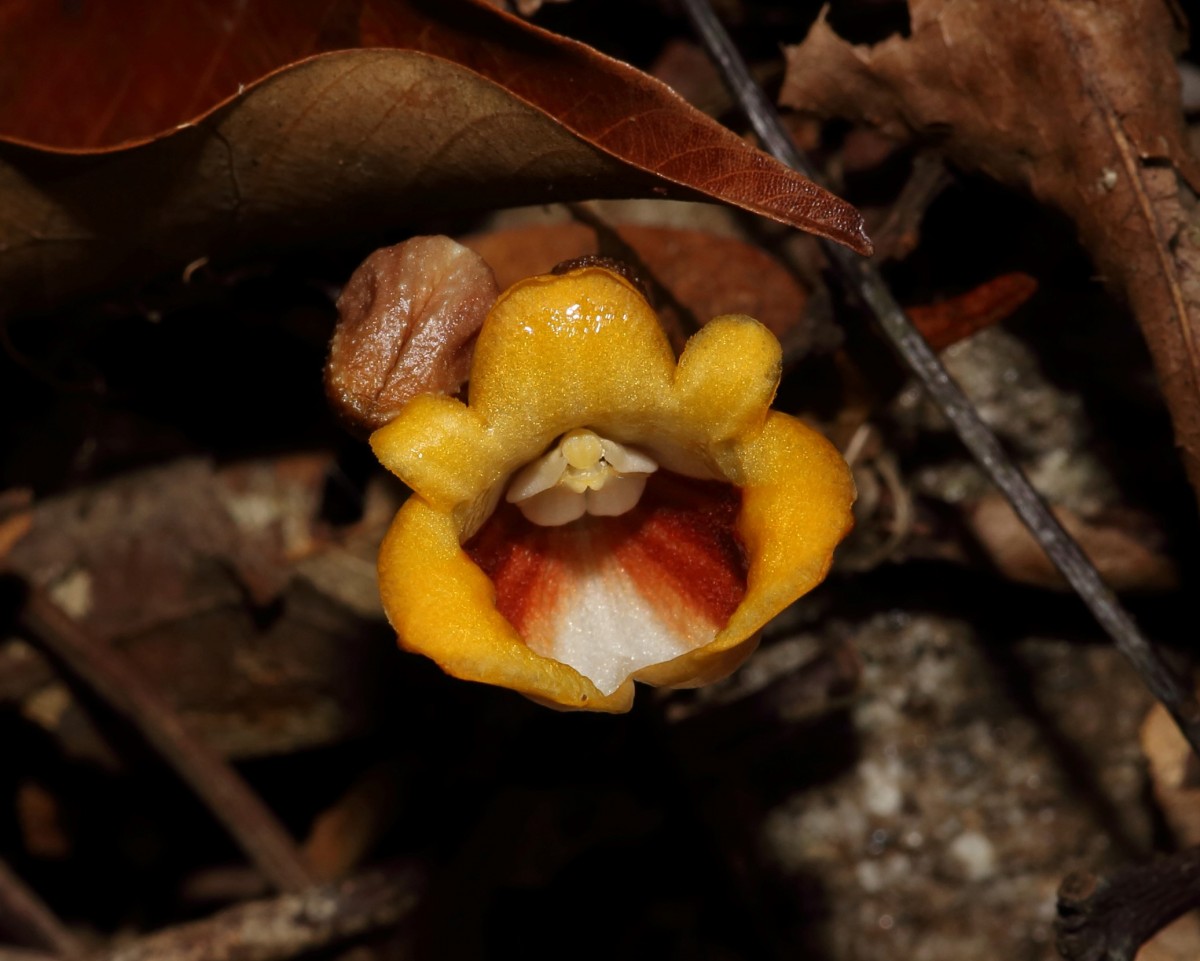Gastrodia pushparaga Gopallawa, Perera & Madola