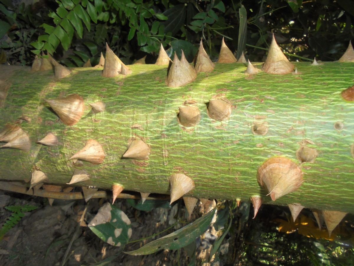 Ceiba pentandra (L.) Gaertn.