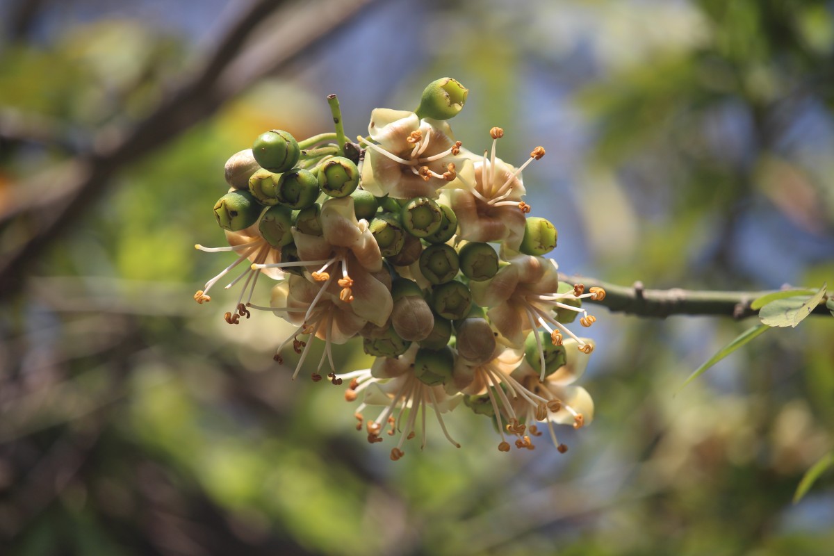 Ceiba pentandra (L.) Gaertn.