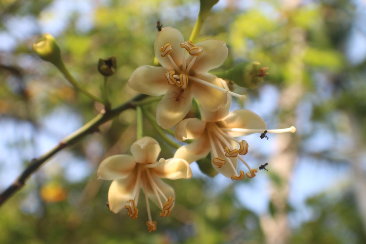 Ceiba pentandra (L.) Gaertn.