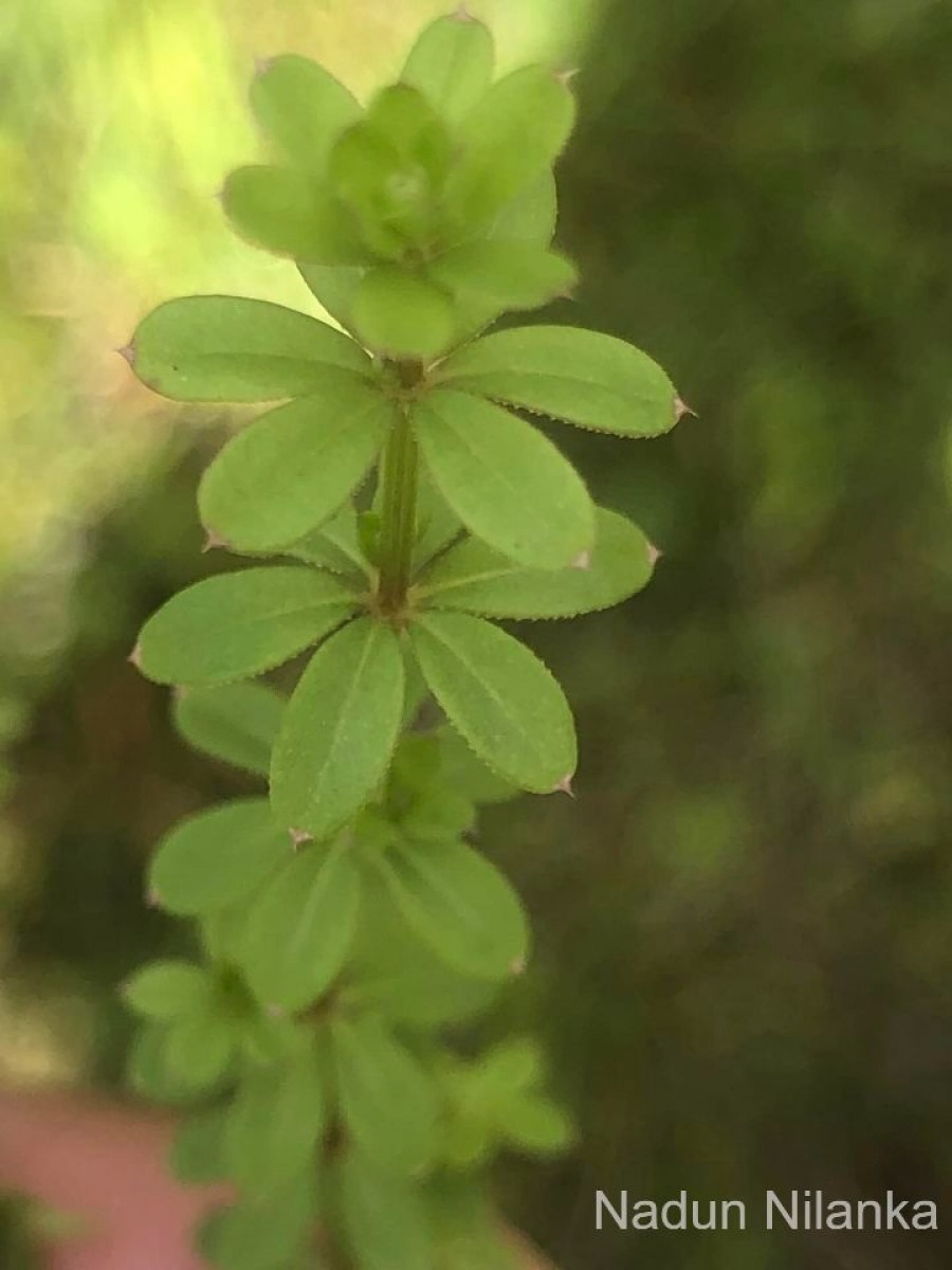 Galium asperifolium Wall.