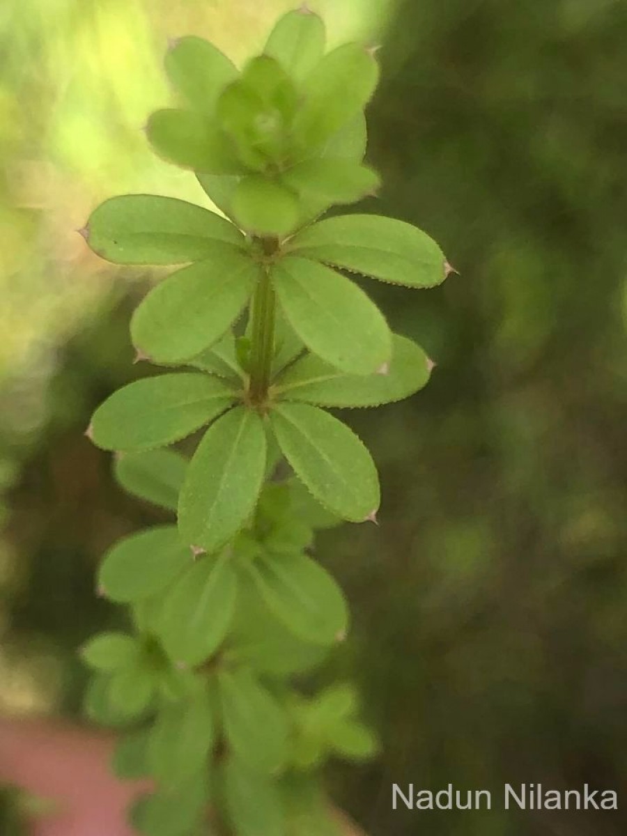 Galium asperifolium Wall.