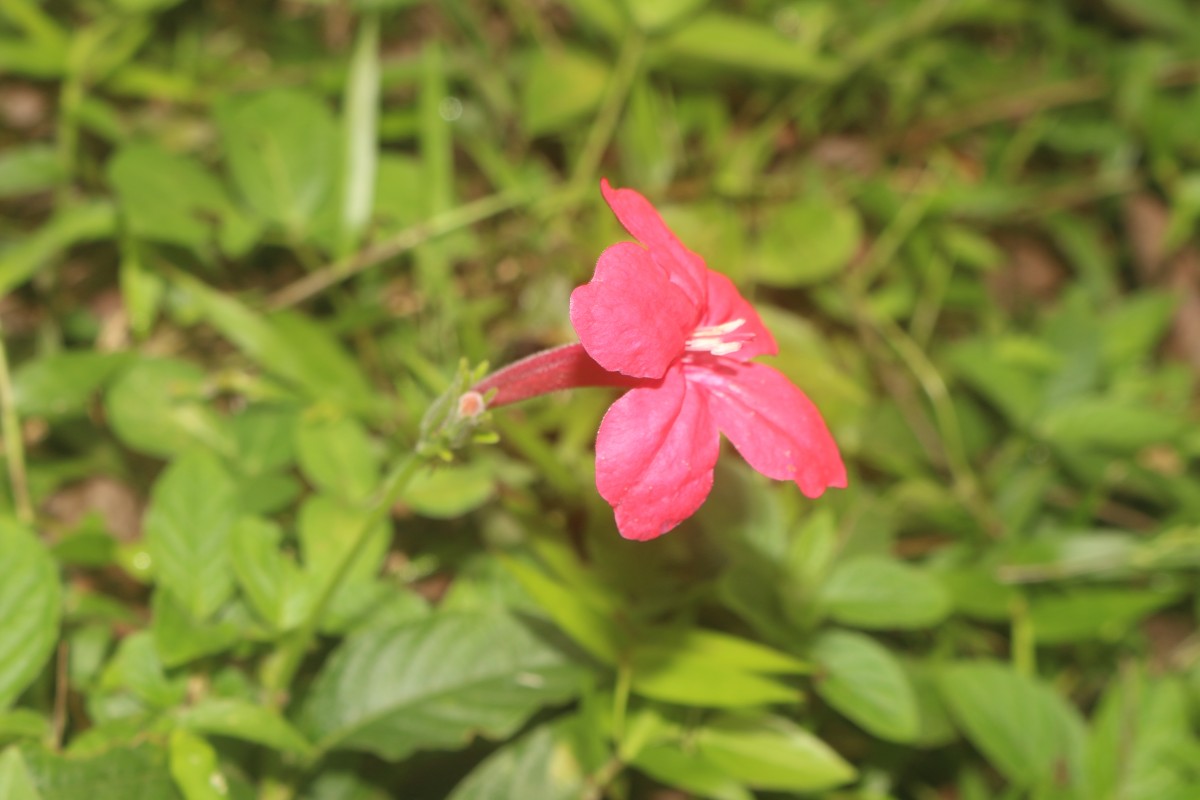 Ruellia elegans Poir.