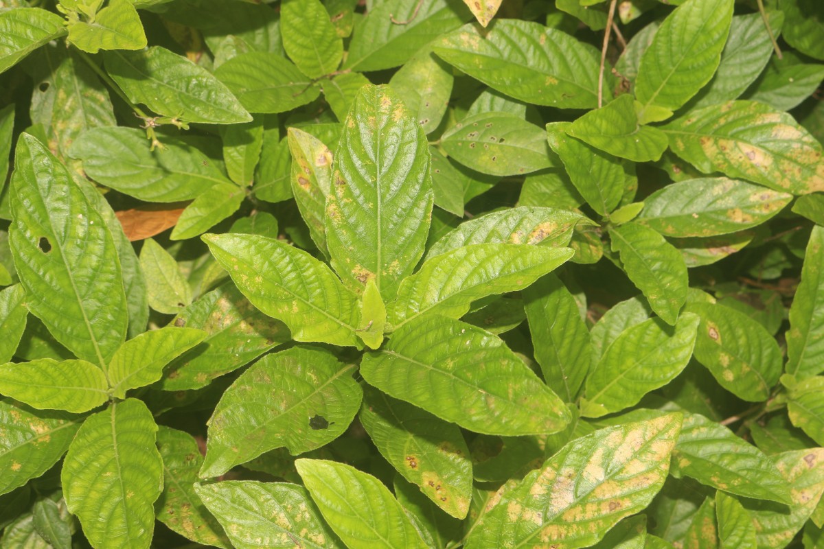 Ruellia elegans Poir.