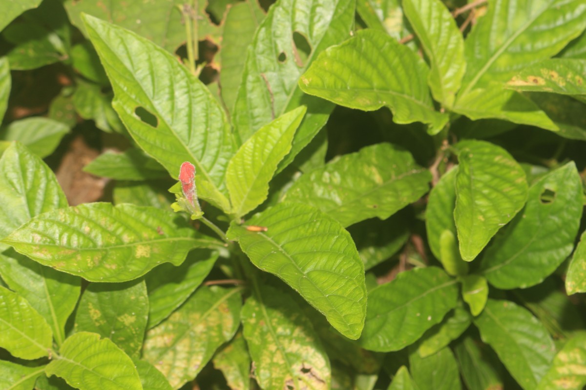 Ruellia elegans Poir.