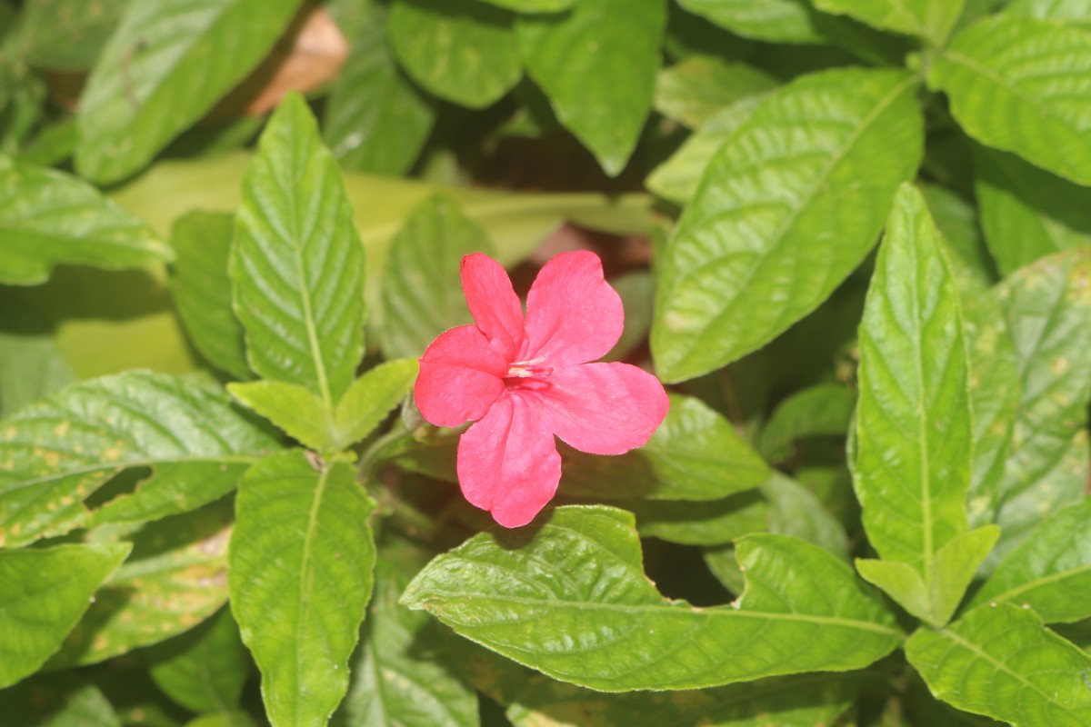 Ruellia elegans Poir.