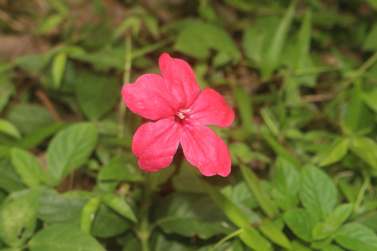 Ruellia elegans Poir.