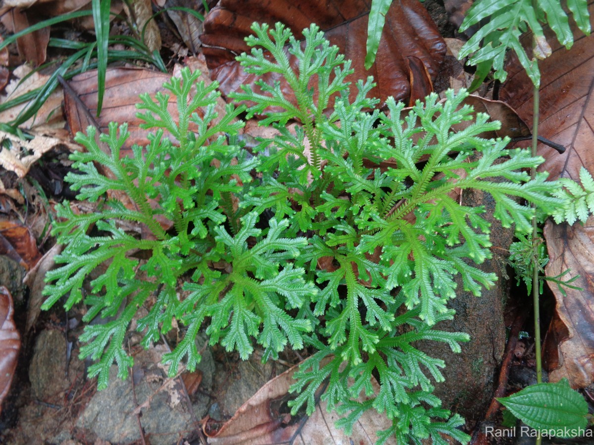 Selaginella cochleata  (Hook. & Grev.) Spring