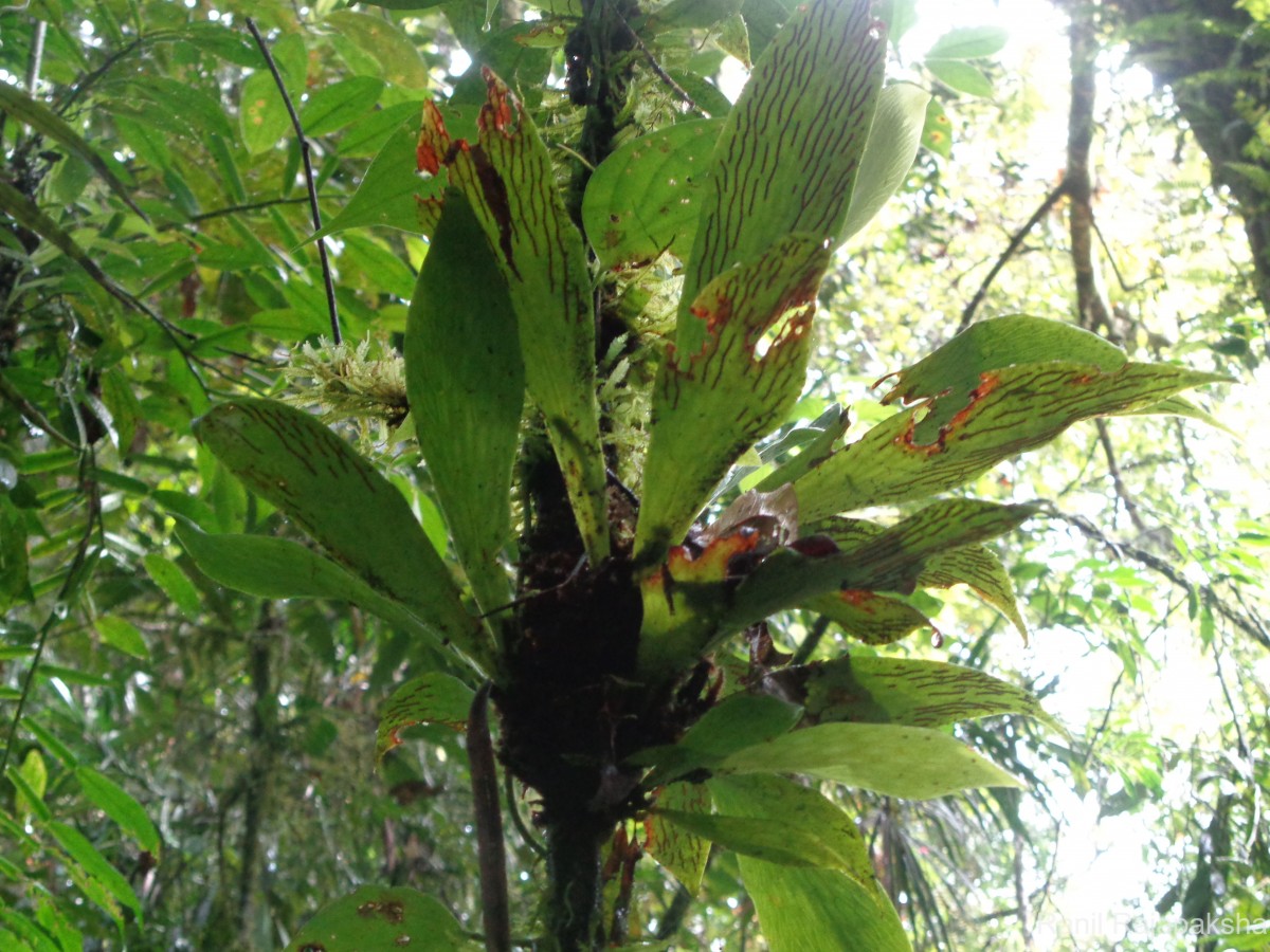 Antrophyum reticulatum  (G.Forst.) Kaulf.