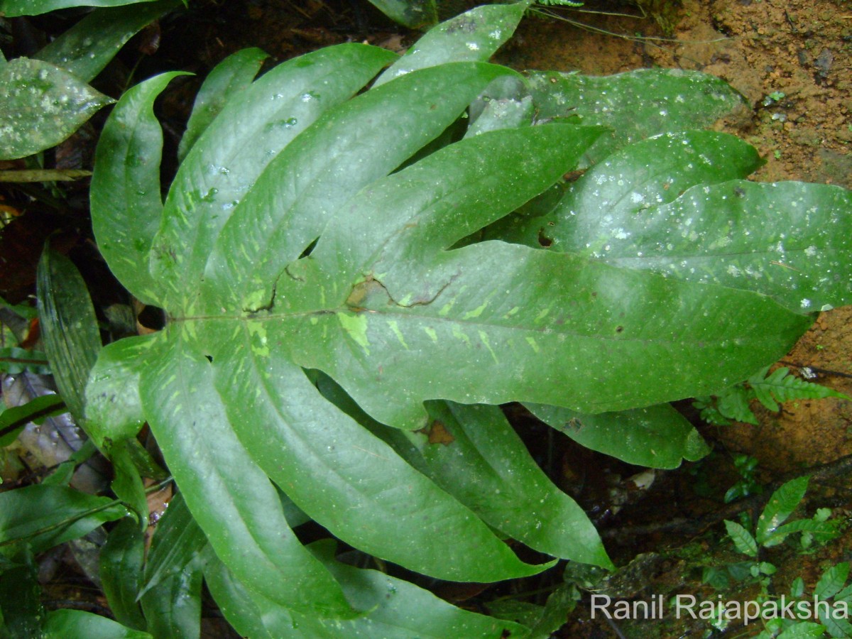 Tectaria decurrens  (C.Presl) Copel.