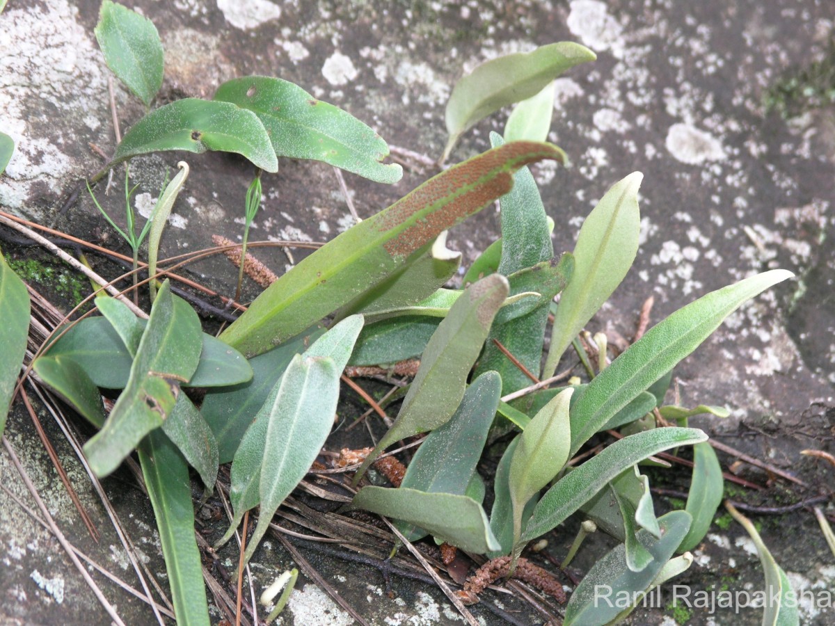 Pyrrosia lanceolata  (L.) Farw.