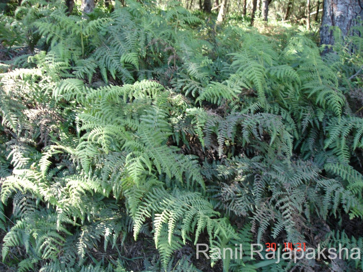 Pteridium revolutum  (Blume) Nakai