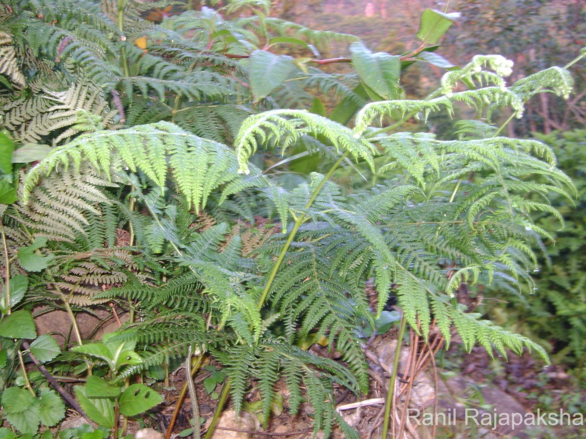 Pteridium revolutum  (Blume) Nakai