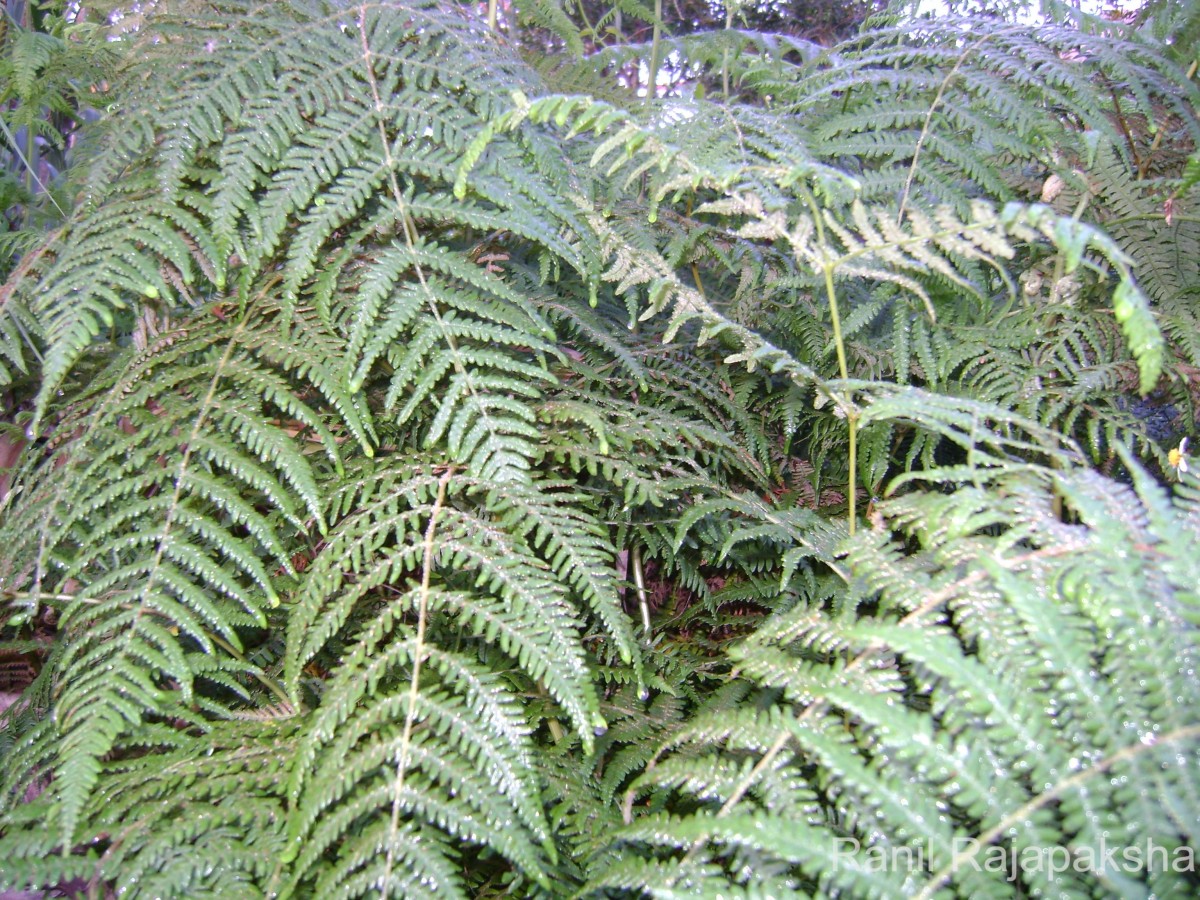 Pteridium revolutum  (Blume) Nakai