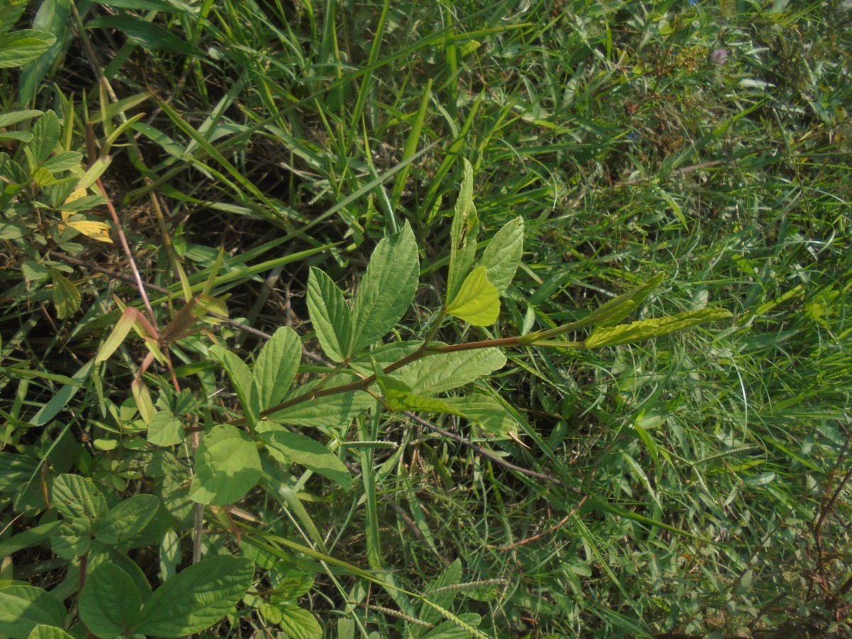 Flemingia lineata (L.) Roxb. ex W.T.Aiton