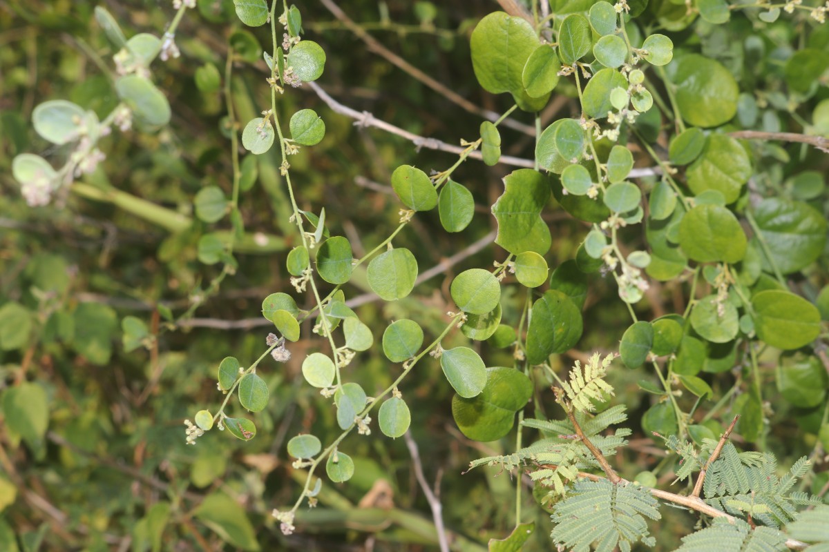 Cocculus hirsutus (L.) W.Theob.