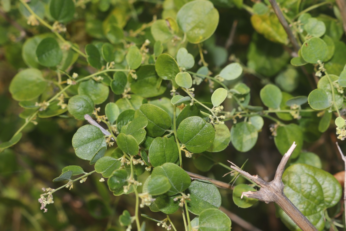 Cocculus hirsutus (L.) W.Theob.