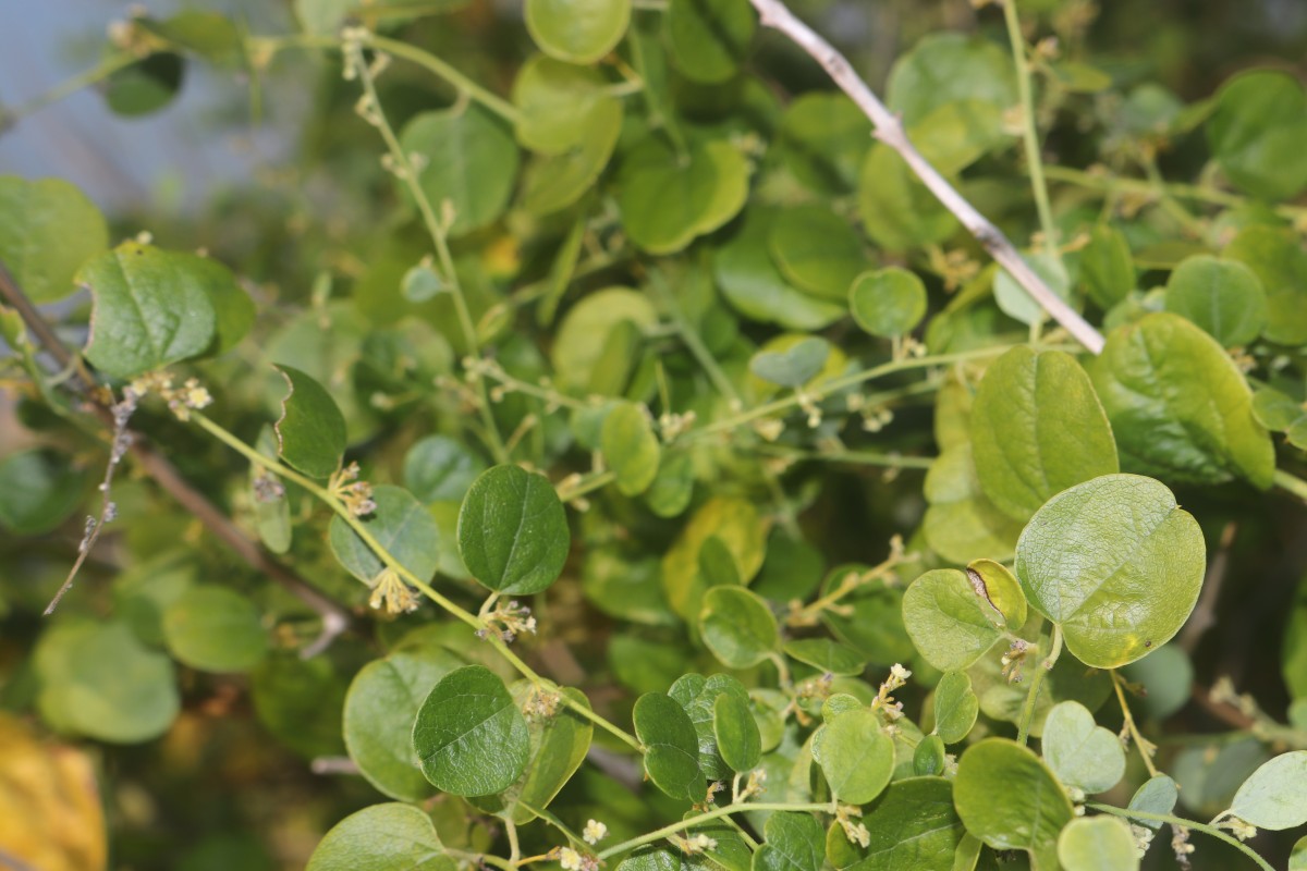 Cocculus hirsutus (L.) W.Theob.