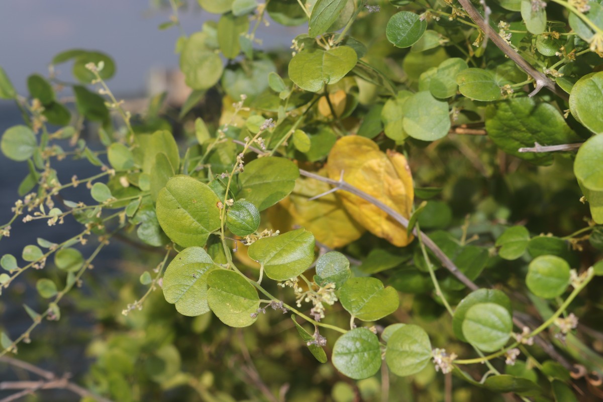 Cocculus hirsutus (L.) W.Theob.