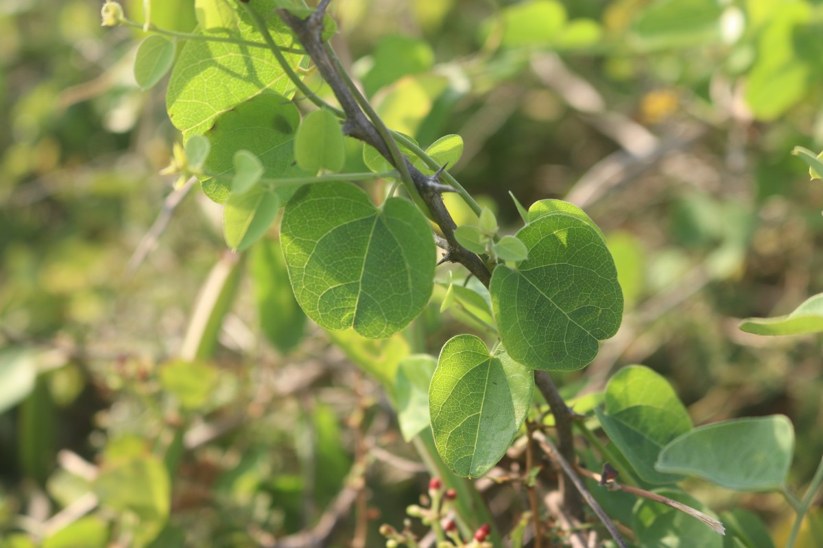 Cocculus hirsutus (L.) W.Theob.