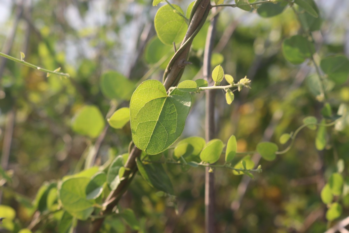 Cocculus hirsutus (L.) W.Theob.