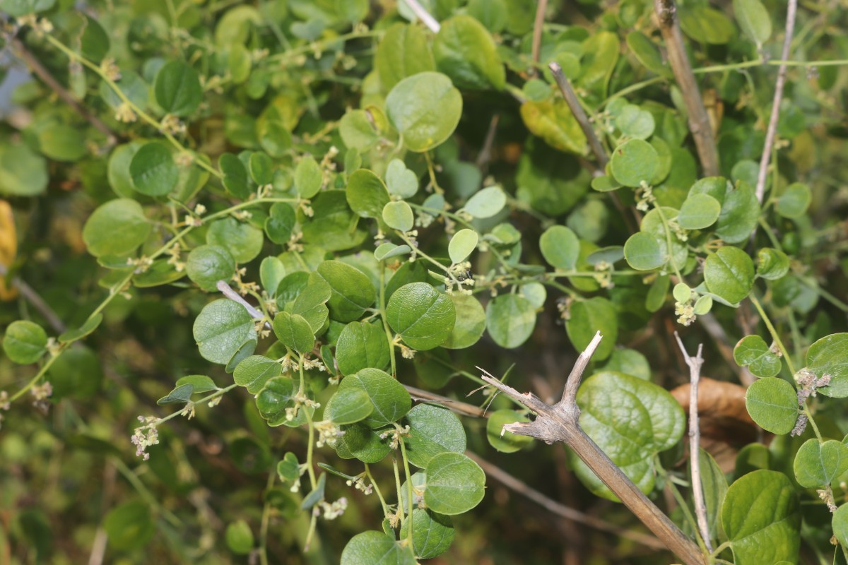 Cocculus hirsutus (L.) W.Theob.