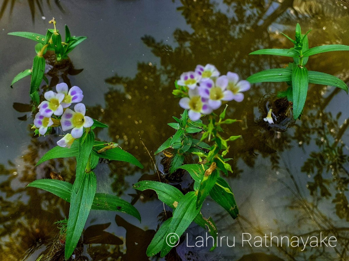 Limnophila aquatica (Roxb.) Alston