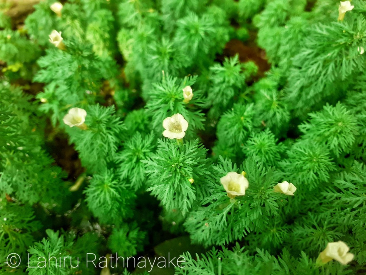 Limnophila sessiliflora (Vahl) Blume