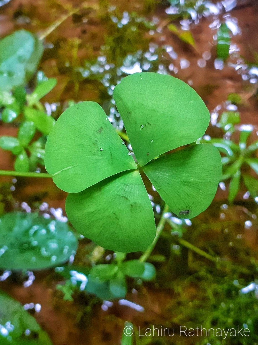 Marsilea minuta  L.