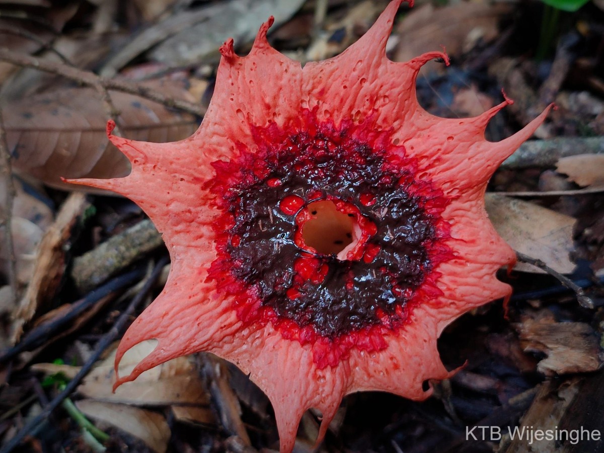 Aseroe rubra Labill