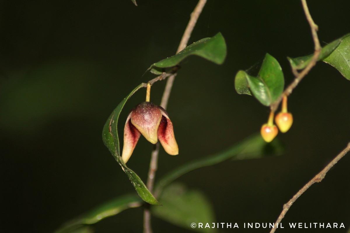 Miliusa indica Lesch. ex A.DC.