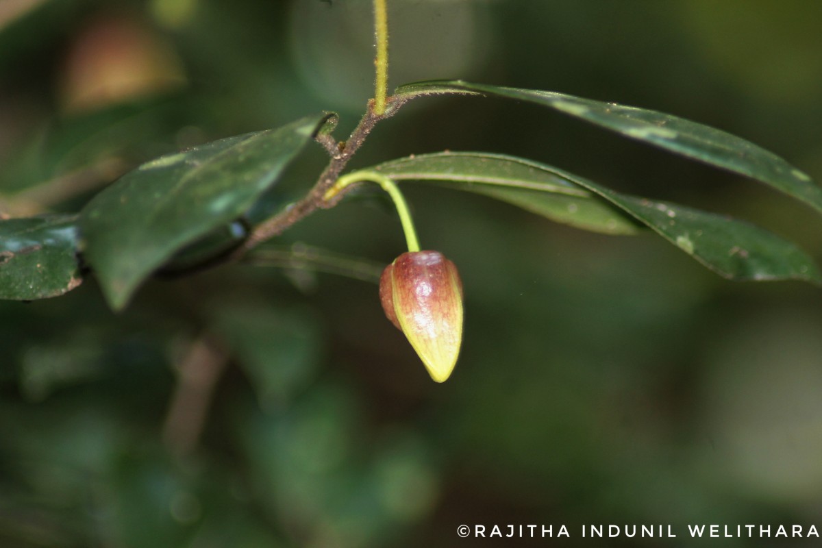 Miliusa indica Lesch. ex A.DC.