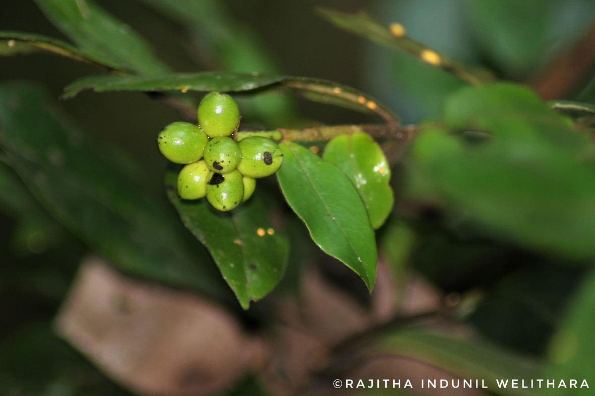 Miliusa indica Lesch. ex A.DC.