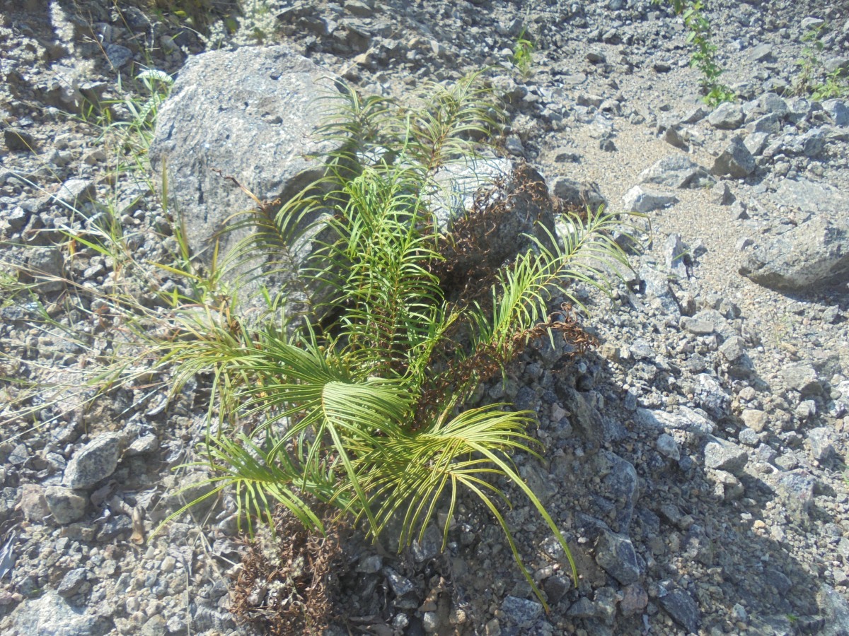 Pteris vittata  L.